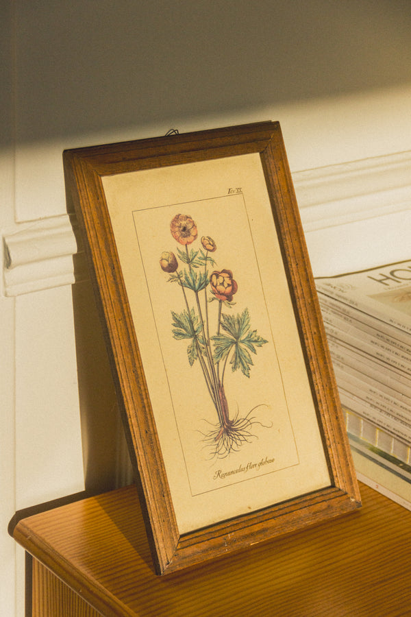 planche-botanique-ancienne-fleurs-Collection-printemps-Eloge-Paris-Brocante-Boheme-couverture-5