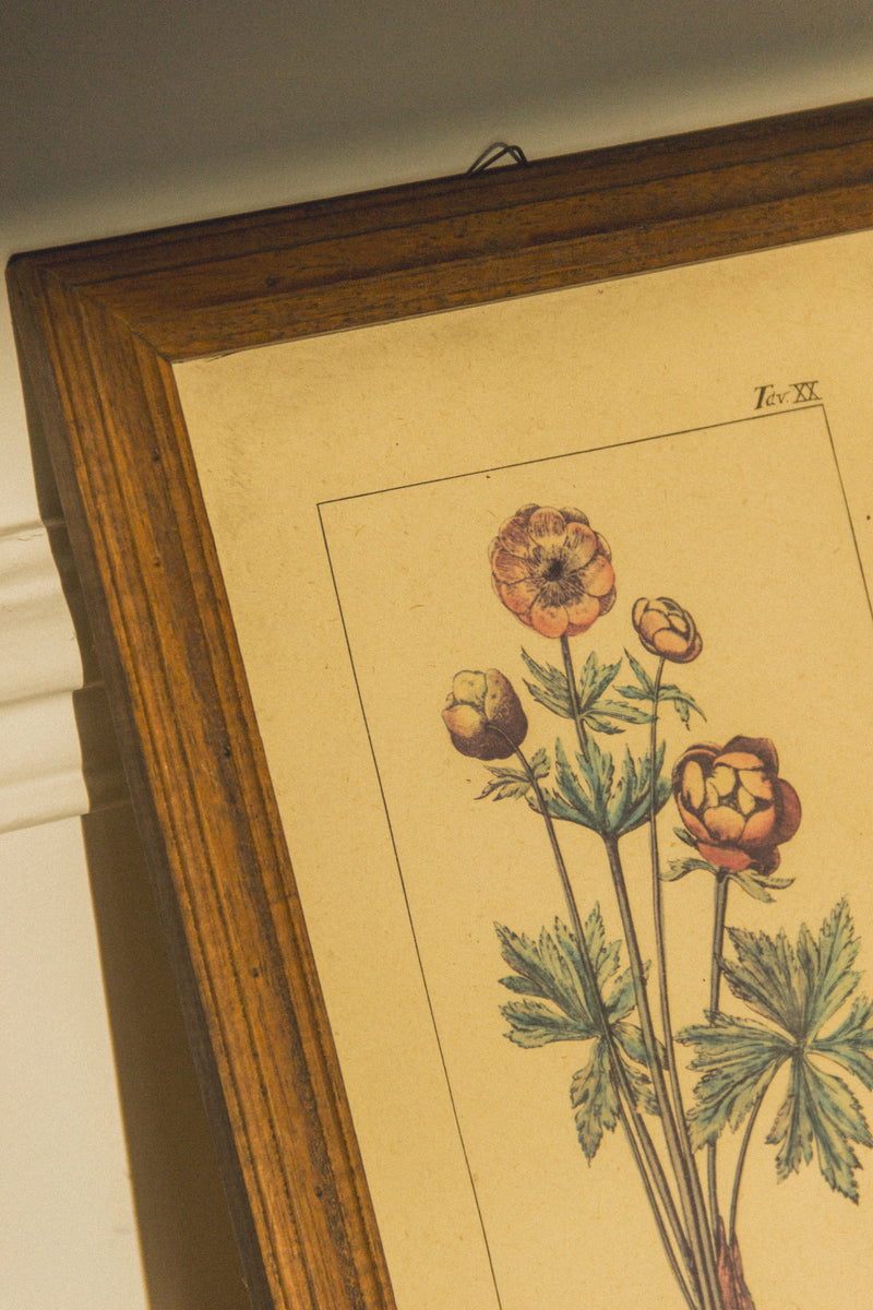 planche-botanique-ancienne-fleurs-Collection-printemps-Eloge-Paris-Brocante-Boheme-couverture-5