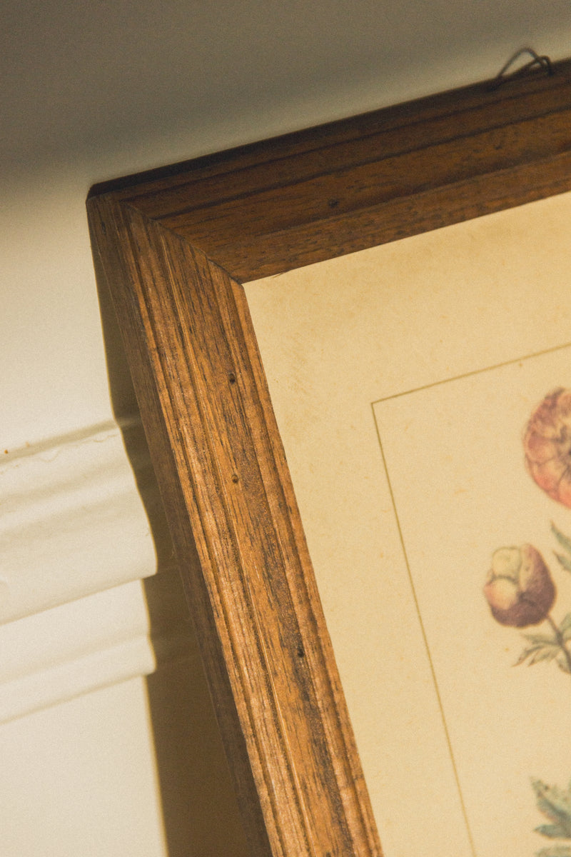 planche-botanique-ancienne-fleurs-Collection-printemps-Eloge-Paris-Brocante-Boheme-couverture-5