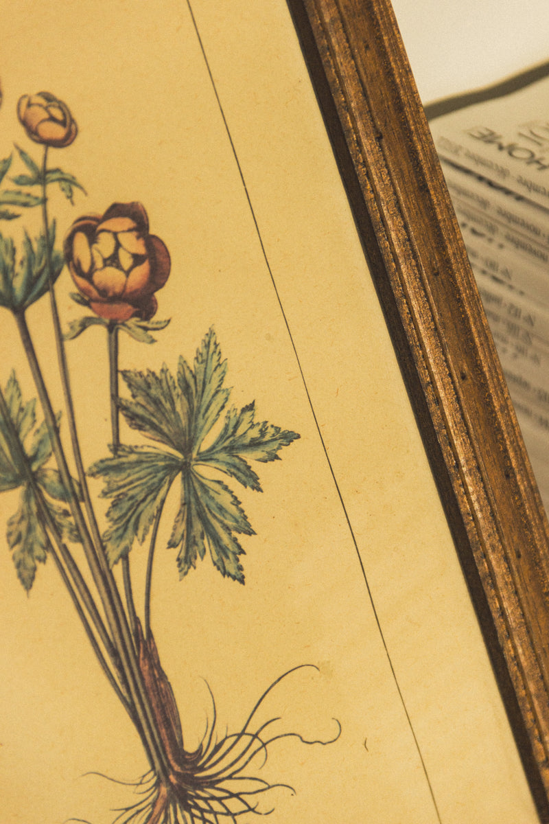 planche-botanique-ancienne-fleurs-Collection-printemps-Eloge-Paris-Brocante-Boheme-couverture-5