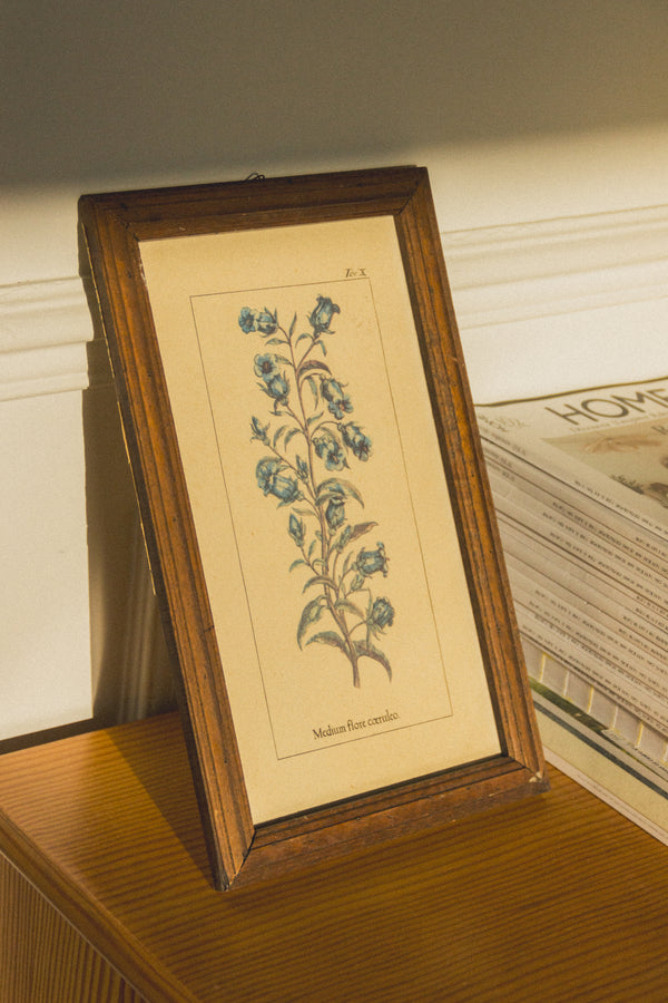 planche-botanique-ancienne-fleurs-Collection-printemps-Eloge-Paris-Brocante-Boheme