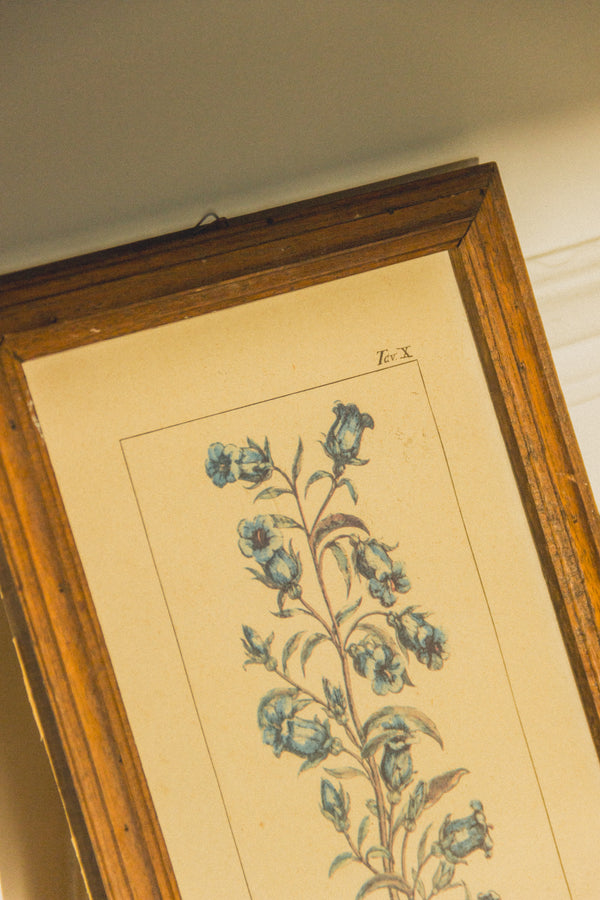planche-botanique-ancienne-fleurs-Collection-printemps-Eloge-Paris-Brocante-Boheme