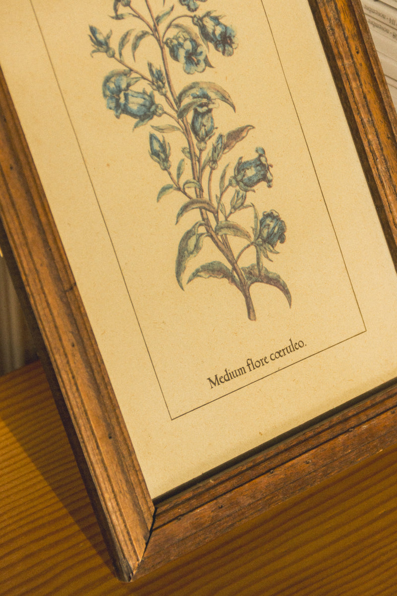 planche-botanique-ancienne-fleurs-Collection-printemps-Eloge-Paris-Brocante-Boheme
