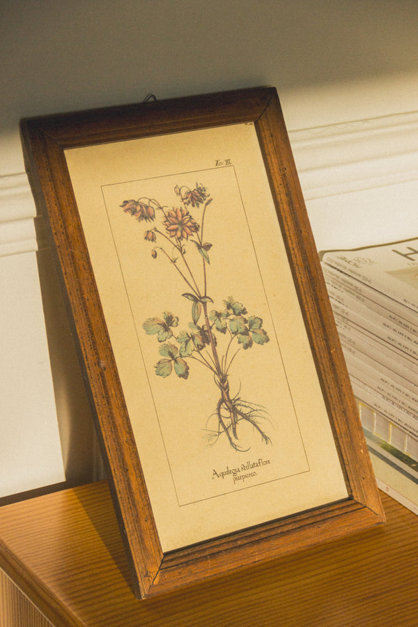 planche-botanique-ancienne-fleurs-Collection-printemps-Eloge-Paris-Brocante-Boheme