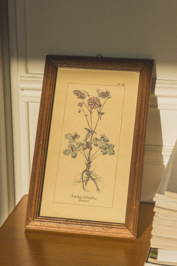 planche-botanique-ancienne-fleurs-Collection-printemps-Eloge-Paris-Brocante-Boheme