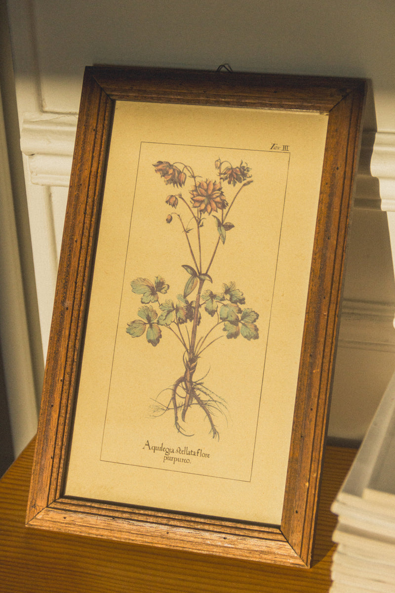 planche-botanique-ancienne-fleurs-Collection-printemps-Eloge-Paris-Brocante-Boheme