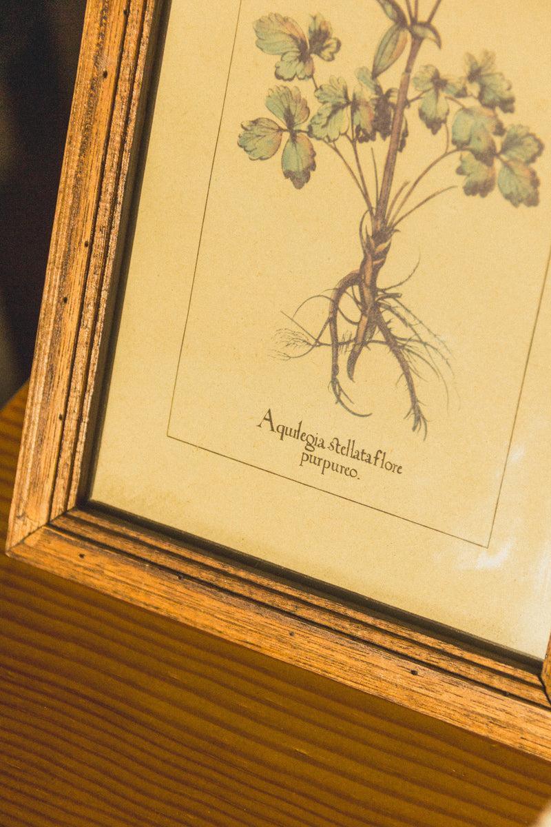 planche-botanique-ancienne-fleurs-Collection-printemps-Eloge-Paris-Brocante-Boheme