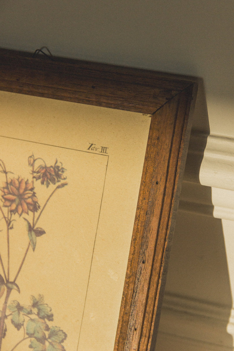 planche-botanique-ancienne-fleurs-Collection-printemps-Eloge-Paris-Brocante-Boheme