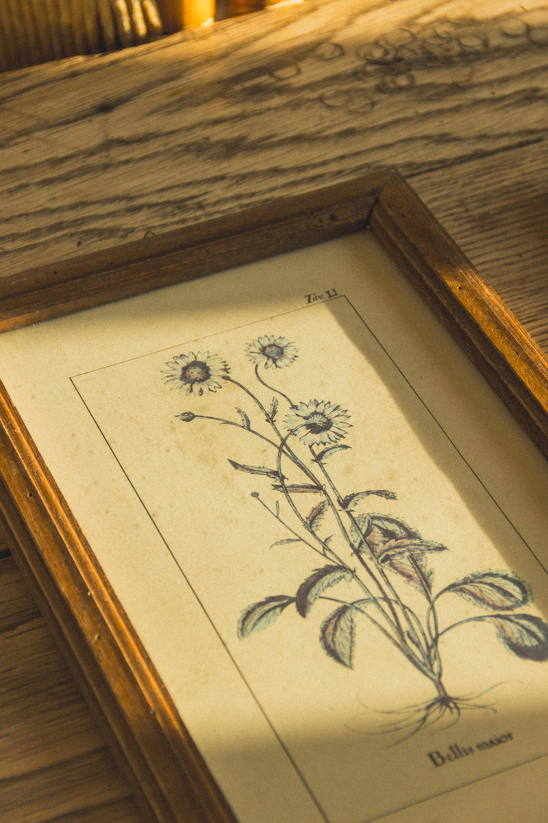 planche-botanique-ancienne-fleurs-Collection-printemps-Eloge-Paris-Brocante-Boheme