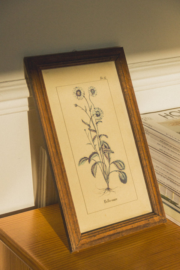 planche-botanique-ancienne-fleurs-Collection-printemps-Eloge-Paris-Brocante-Boheme