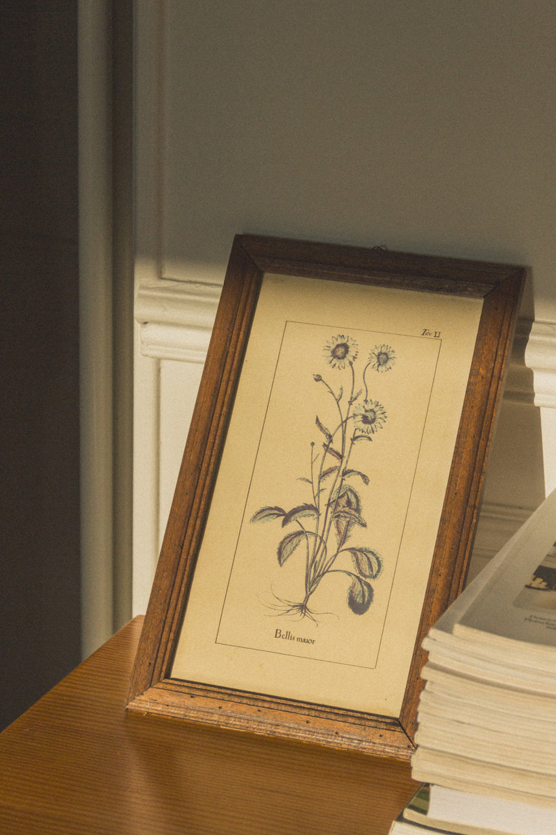 planche-botanique-ancienne-fleurs-Collection-printemps-Eloge-Paris-Brocante-Boheme