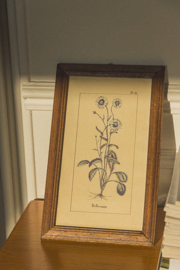 planche-botanique-ancienne-fleurs-Collection-printemps-Eloge-Paris-Brocante-Boheme