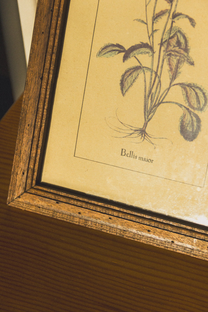 planche-botanique-ancienne-fleurs-Collection-printemps-Eloge-Paris-Brocante-Boheme