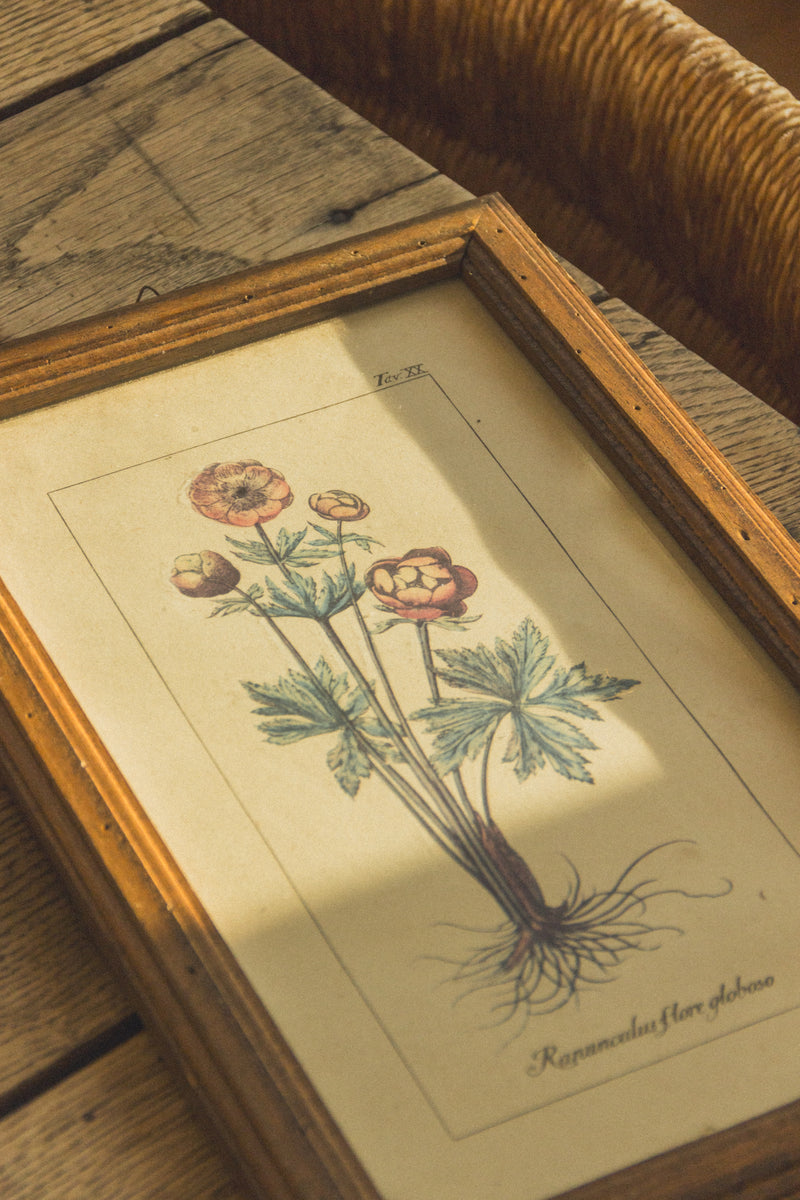 planche-botanique-ancienne-fleurs-Collection-printemps-Eloge-Paris-Brocante-Boheme-couverture-5