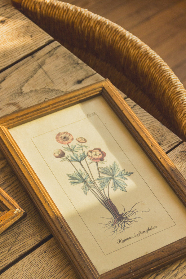 planche-botanique-ancienne-fleurs-Collection-printemps-Eloge-Paris-Brocante-Boheme-couverture-5