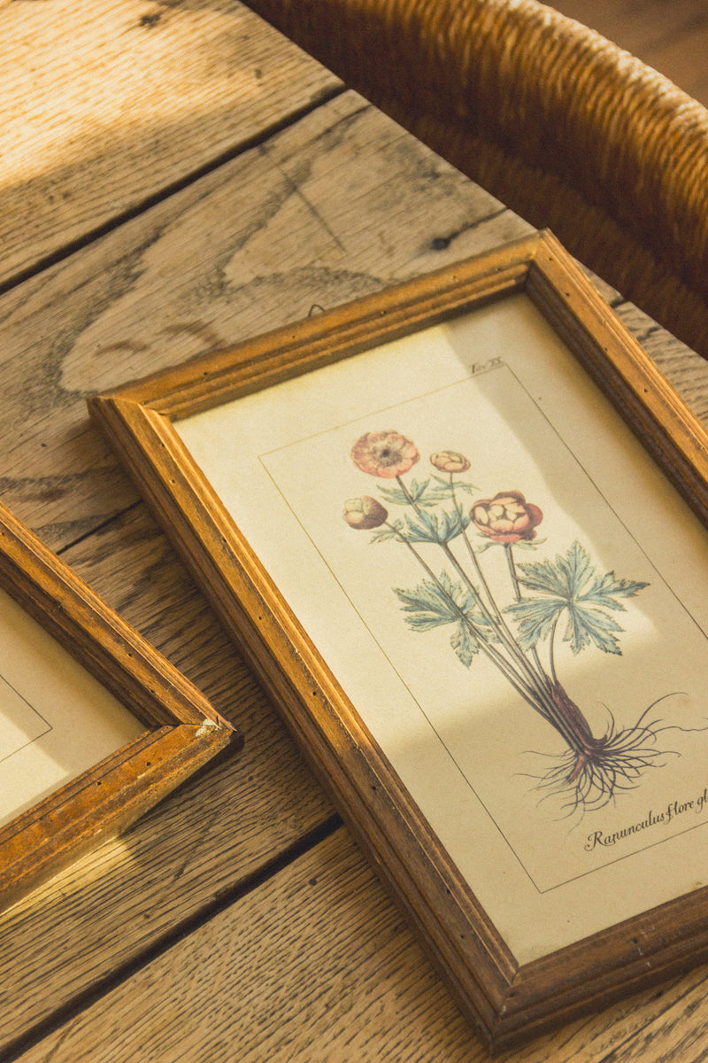 planche-botanique-ancienne-fleurs-Collection-printemps-Eloge-Paris-Brocante-Boheme-couverture-5