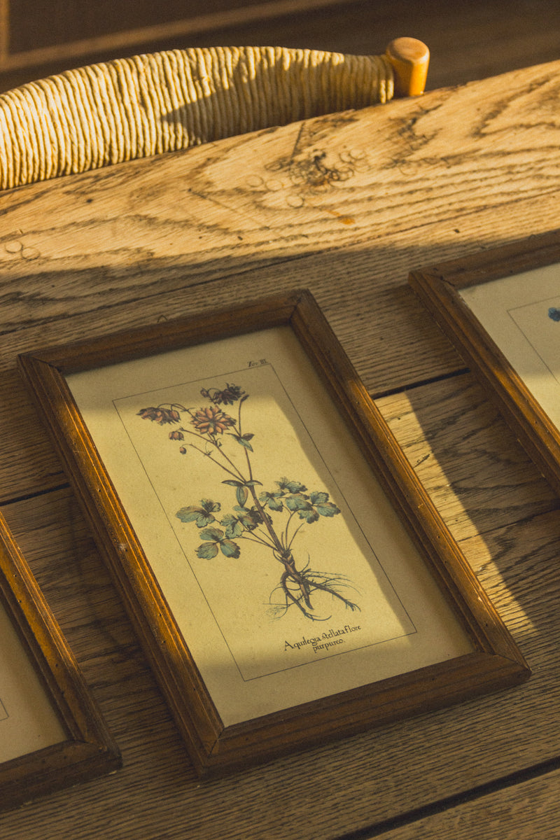 planche-botanique-ancienne-fleurs-Collection-printemps-Eloge-Paris-Brocante-Boheme